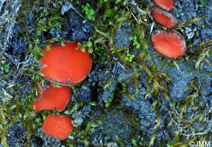 Scutellinia kerguelensis
