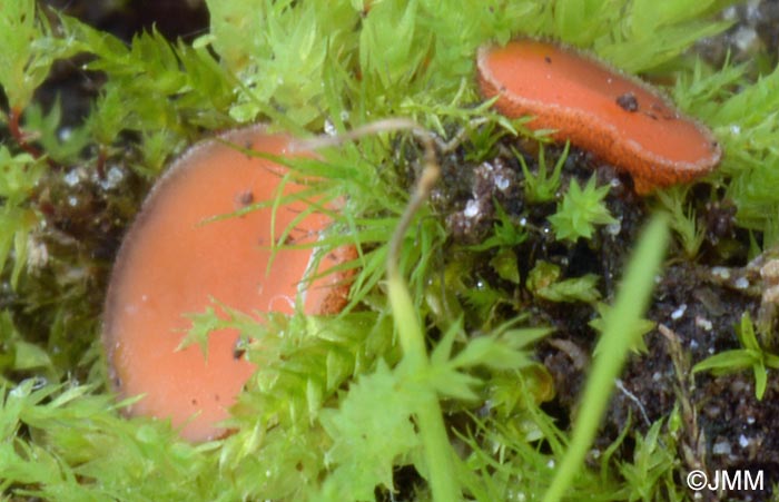 Scutellinia kerguelensis