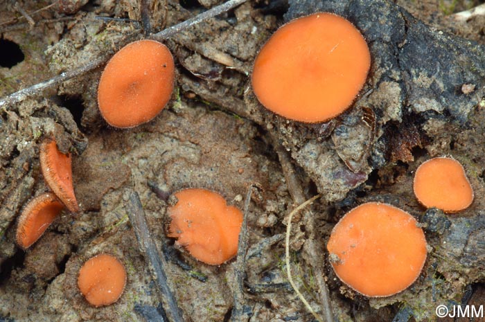 Scutellinia nigrohirtula