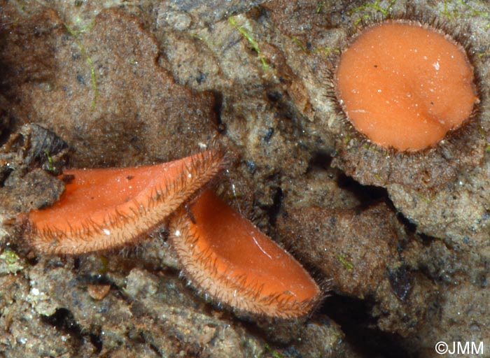 Scutellinia nigrohirtula