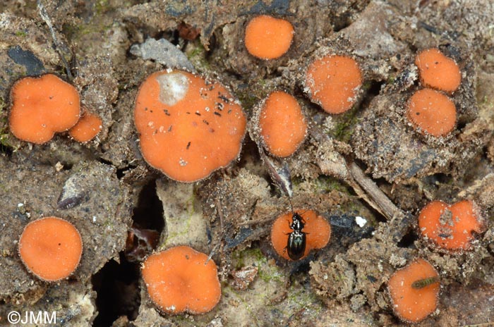 Scutellinia nigrohirtula