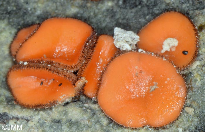Scutellinia nigrohirtula
