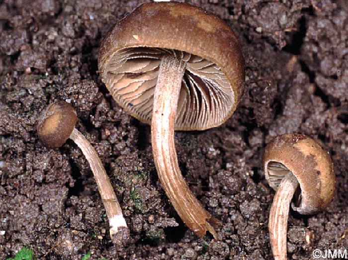 Simocybe sumptuosa