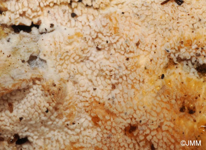 Steccherinum ochraceum