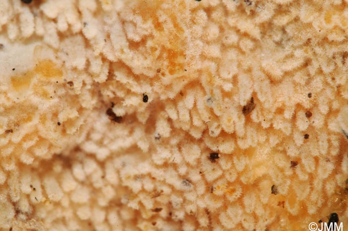 Steccherinum ochraceum