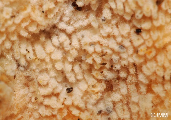 Steccherinum ochraceum