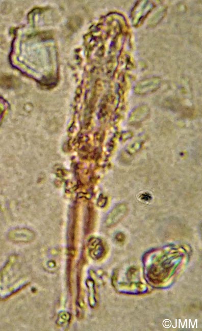 Steccherinum ochraceum