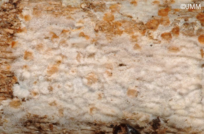 Subulicystidium longisporum