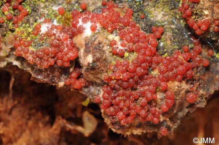 Thelonectria discophora