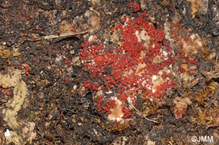 Thelonectria discophora