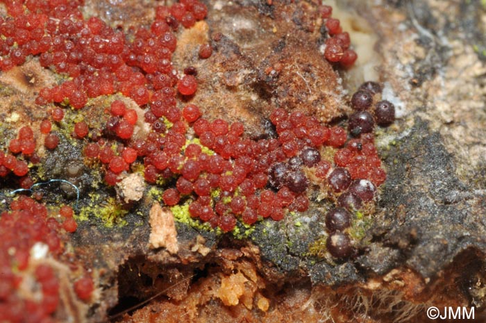 Thelonectria discophora