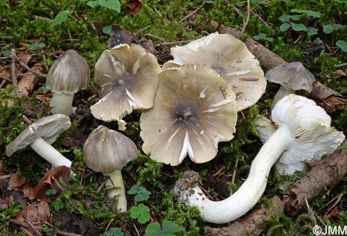 Tricholoma guldeniae