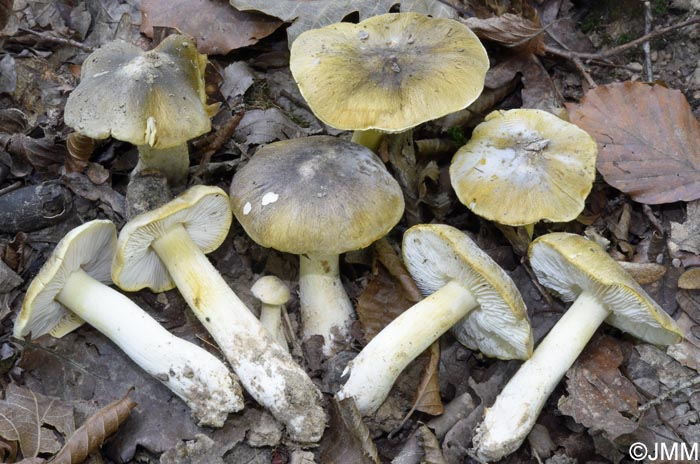 Tricholoma rufenum