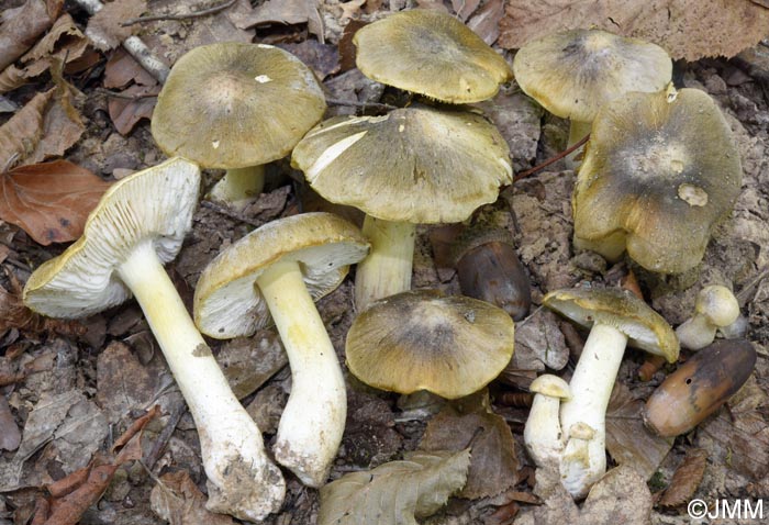 Tricholoma rufenum