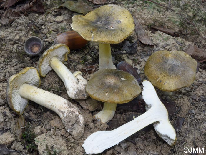 Tricholoma rufenum