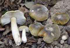 Tricholoma rufenum