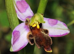 Ophrys apifera f. almaracensis