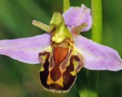 Ophrys apifera f. aurita