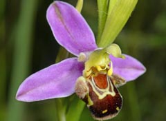 Variations autour d'Ophrys apifera