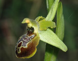 Ophrys argentaria
