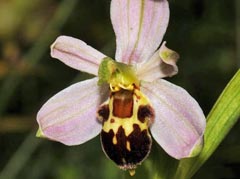 Ophrys apifera f. badensis