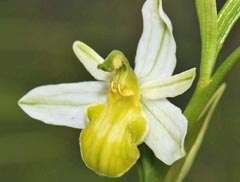 Ophrys apifera f. basiliensis
