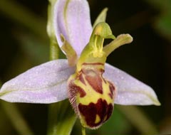 Ophrys apifera f. belgarum