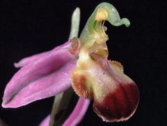 Ophrys apifera f. bicolor