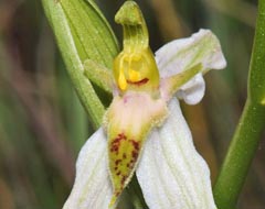 Ophrys apifera f. brevilabellata