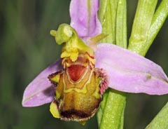 Ophrys apifera f. cambrensis