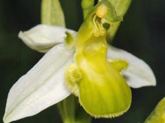Ophrys apifera f. chlorantha
