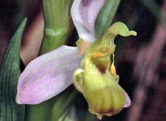 Ophrys apifera f. bicolor subf. flaveola