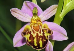 Ophrys apifera f. friburgensis