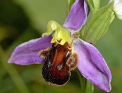 Ophrys apifera f. fulvofusca