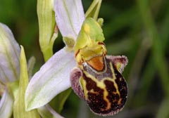 Ophrys apifera f. maculata