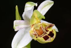 Ophrys apifera f. patinata
