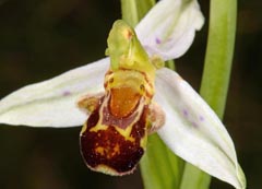 Ophrys apifera f. punctata