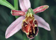 Ophrys apifera f. saraepontana
