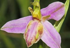 Ophrys apifera f. purpurata