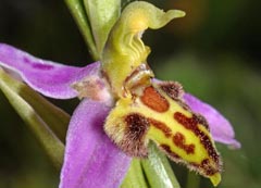 Ophrys apifera f. trollii
