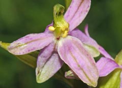 Ophrys apifera f. vesontiana