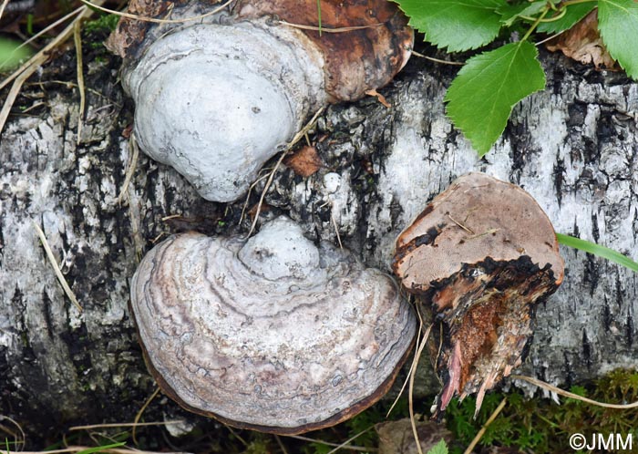 Fomes fomentarius