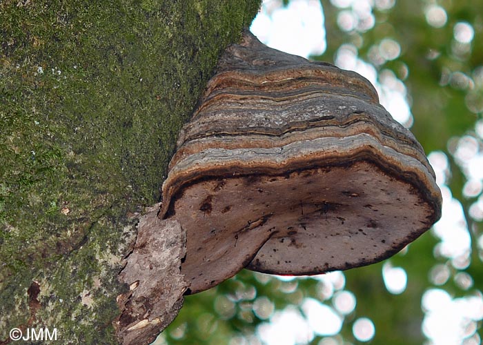 Fomes fomentarius