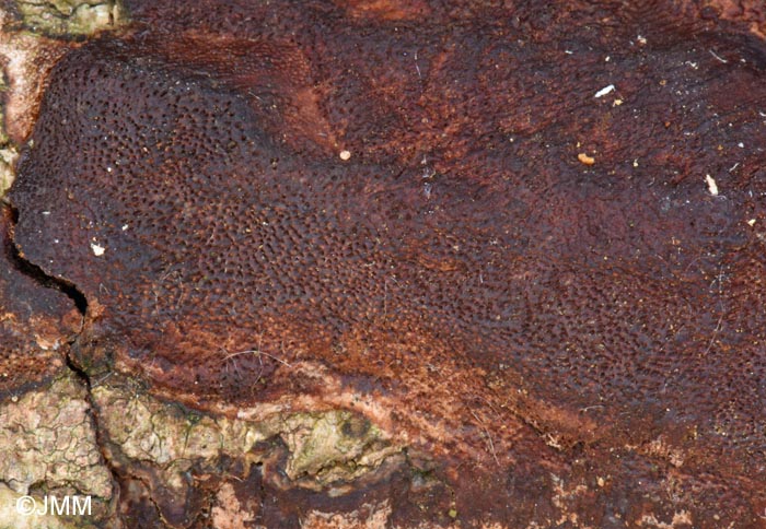 Phellinus ferreus = Fuscoporia ferrea