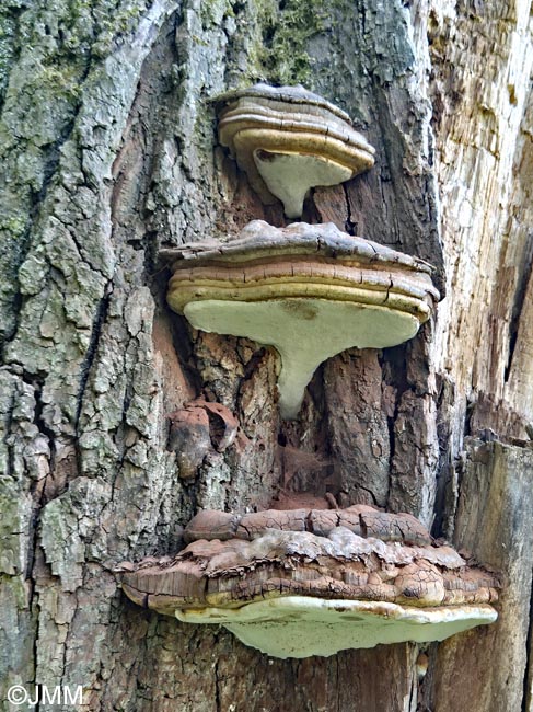 Ganoderma adspersum