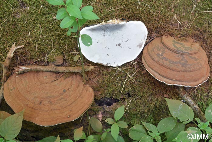 Ganoderma applanatum
