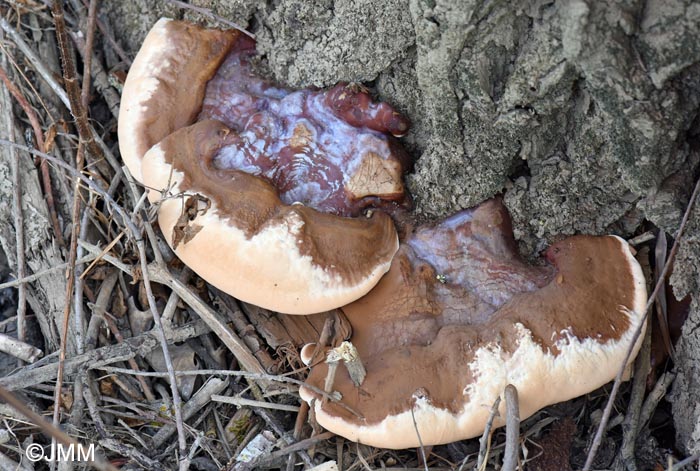 Ganoderma resinaceum