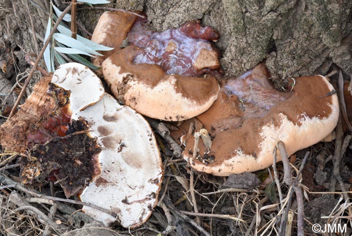 Ganoderma resinaceum
