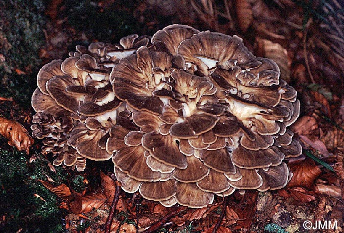 Grifola frondosa