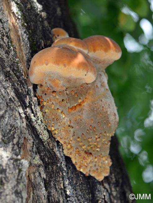 Inonotus rickii